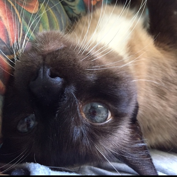 Meet your Posher, Joanna - Picture 1 of 1